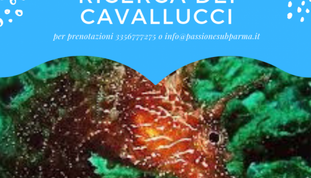 immersione alla ricerca dei cavallucci marini